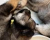 Eurasier