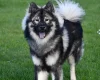 Eurasier