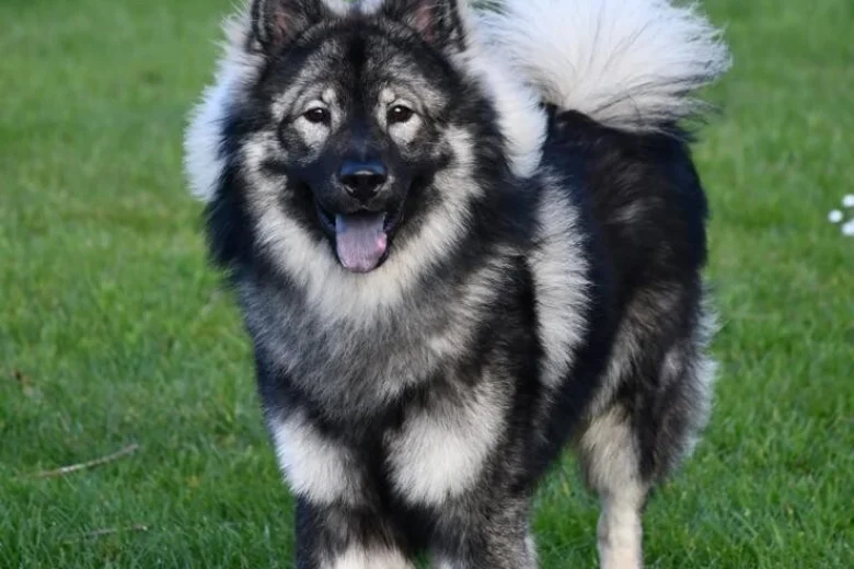 Eurasier