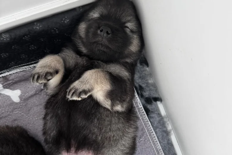 Eurasier
