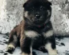 Eurasier