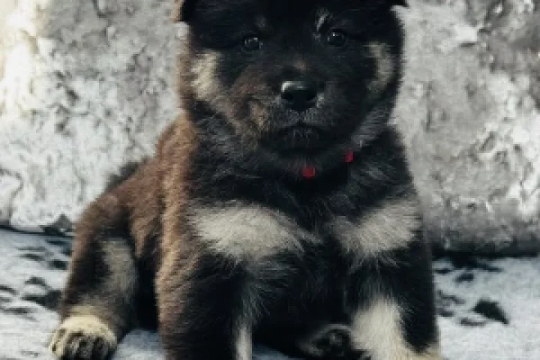 Eurasier