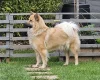 Eurasier