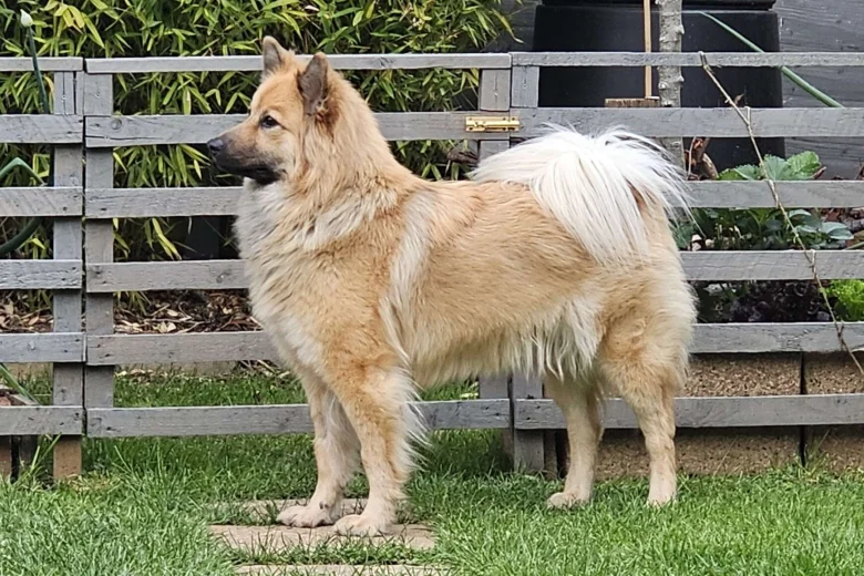 Eurasier