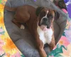 Boxer