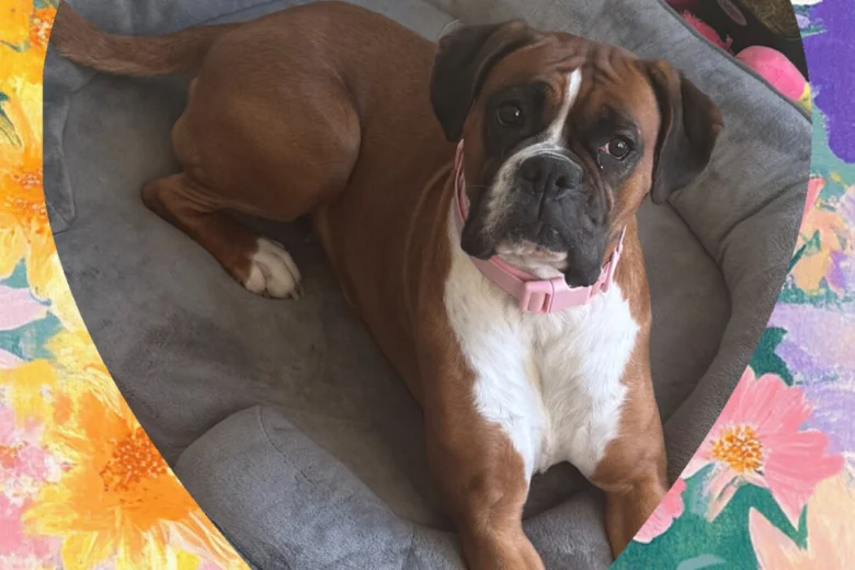 Boxer