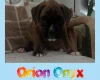 Boxer