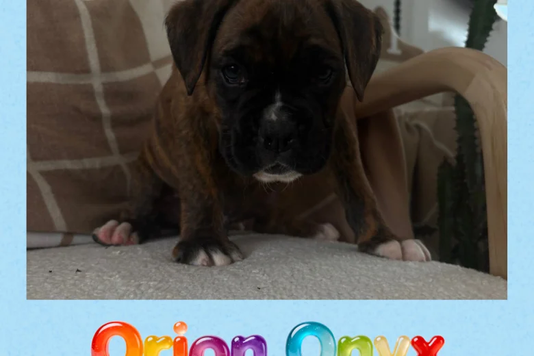 Boxer