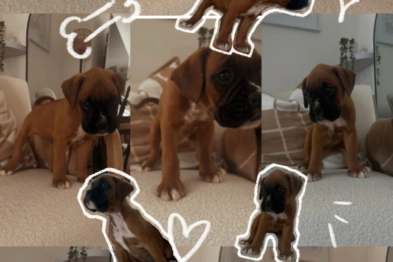 Boxer