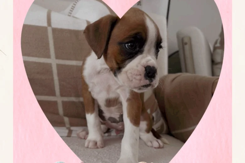 Boxer