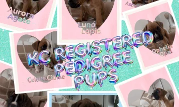 Boxer