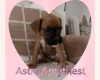 Boxer