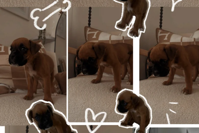 Boxer