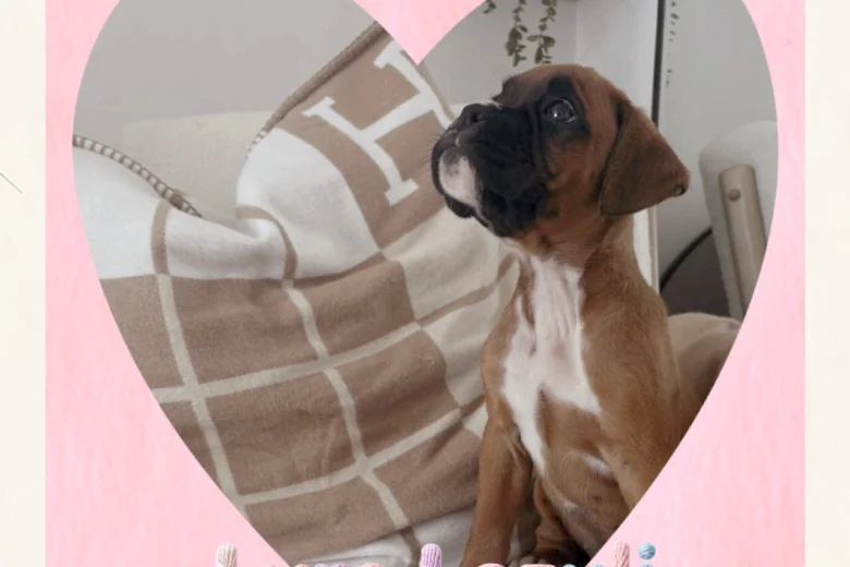 Boxer