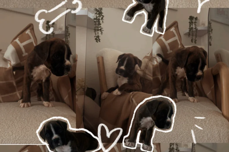 Boxer