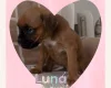 Boxer
