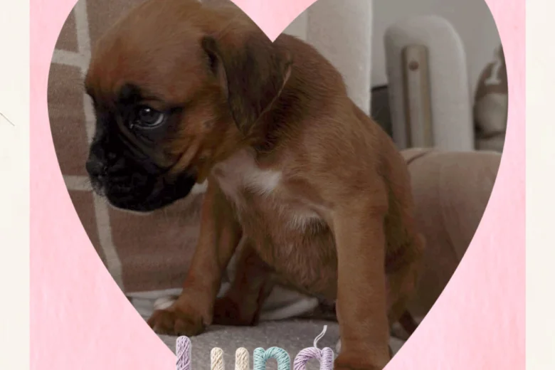 Boxer