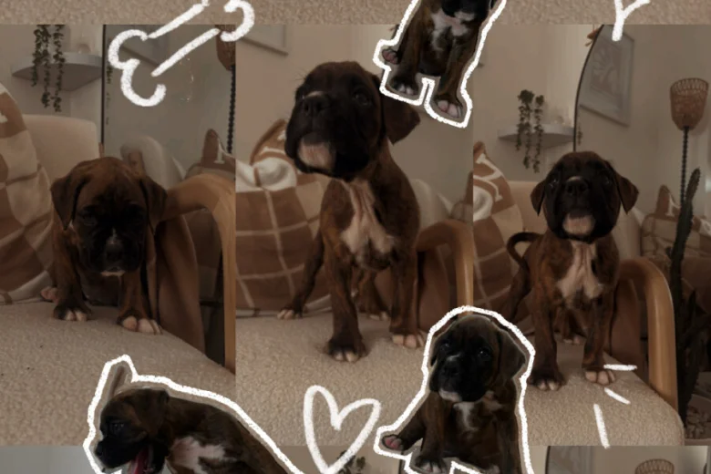 Boxer