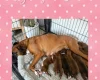 Boxer