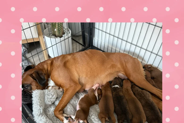 Boxer