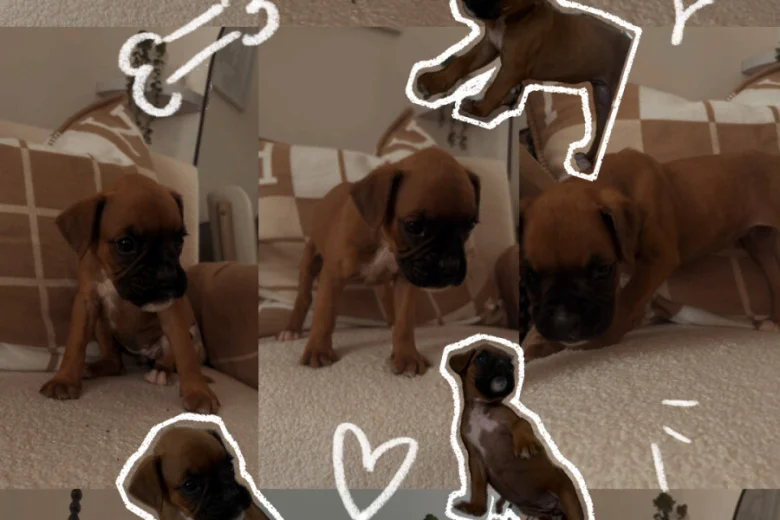 Boxer