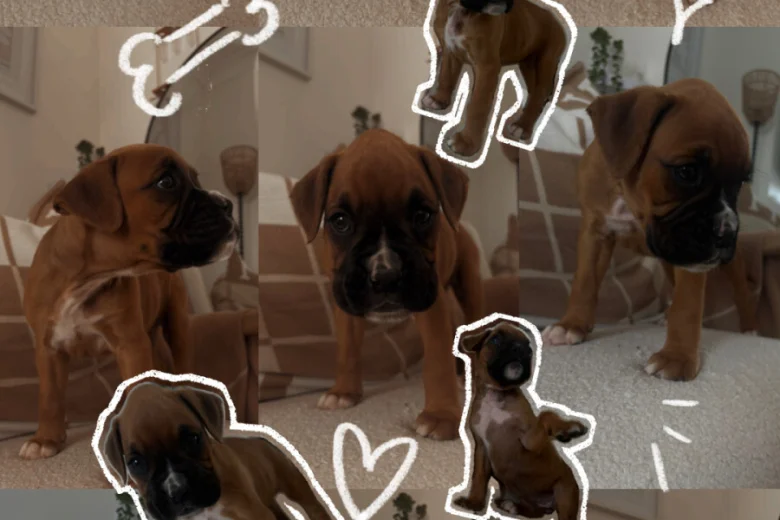 Boxer