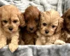 Cavapoo