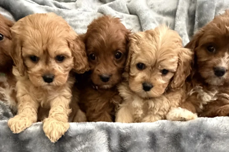 Cavapoo