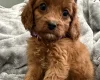 Cavapoo