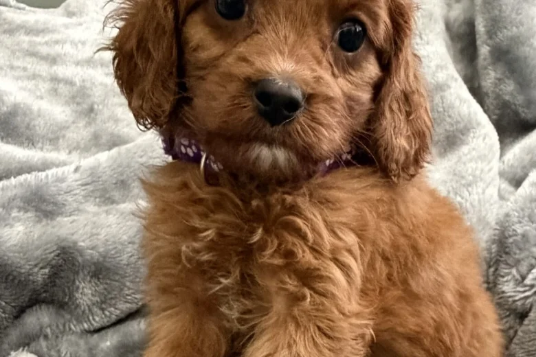 Cavapoo