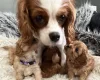 Cavapoo