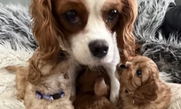 Cavapoo