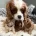 Cavapoo