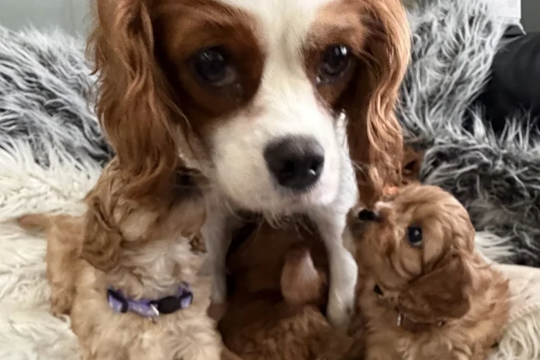 Cavapoo