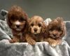 Cavapoo