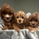 Cavapoo