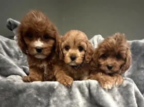 Cavapoo
