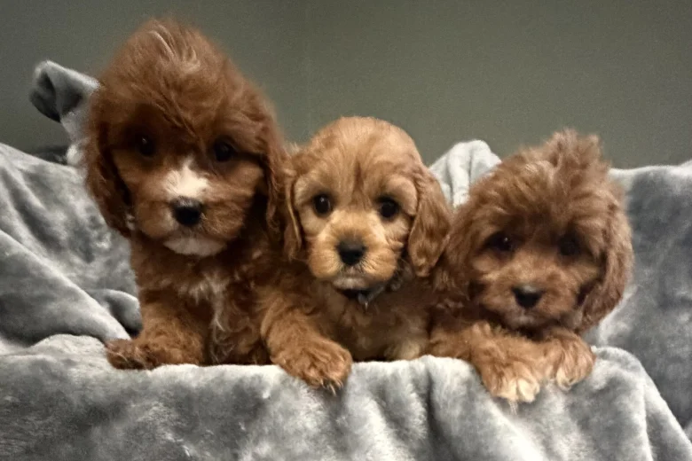 Cavapoo