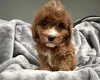 Cavapoo