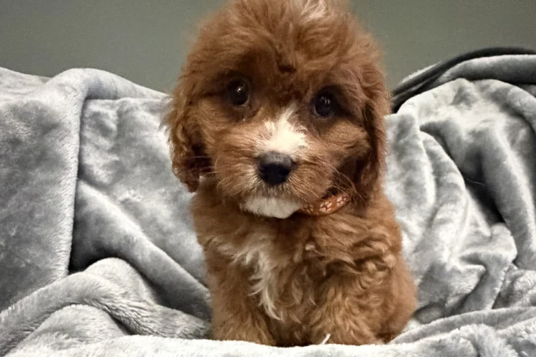 Cavapoo