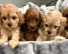 Cavapoo