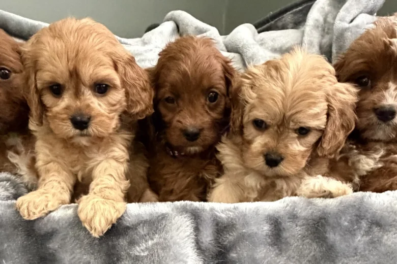 Cavapoo