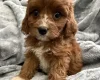 Cavapoo