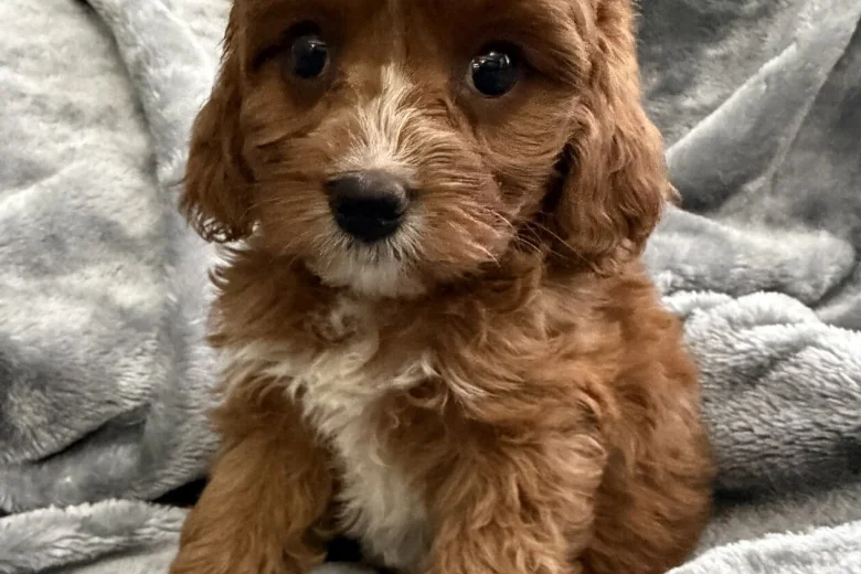 Cavapoo