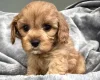 Cavapoo