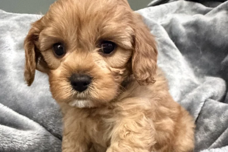 Cavapoo