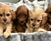 Cavapoo
