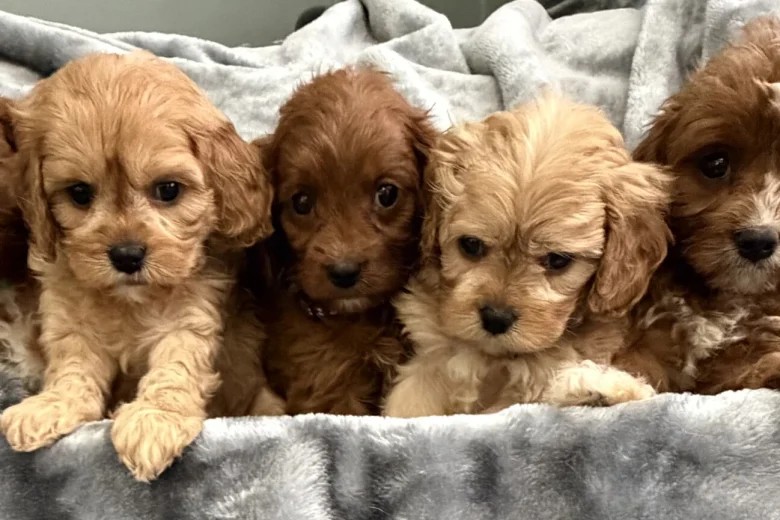 Cavapoo