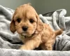 Cavapoo