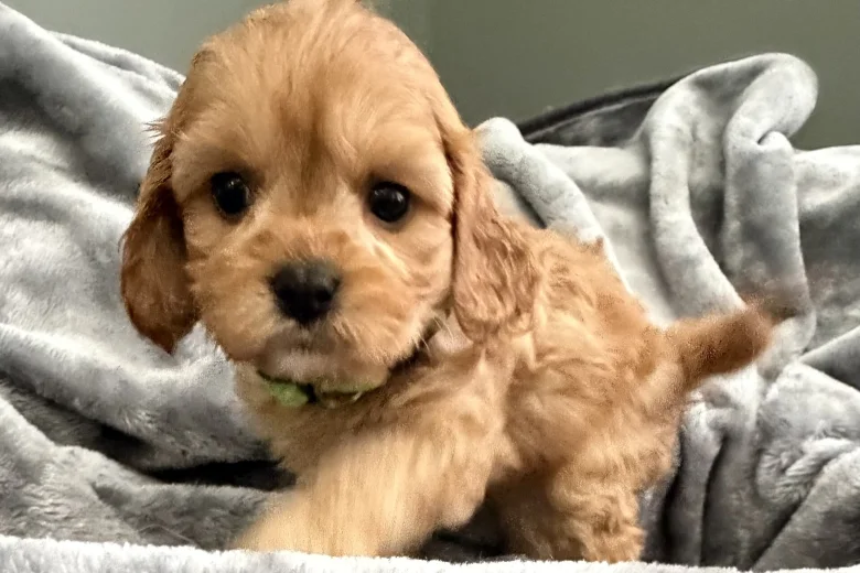 Cavapoo